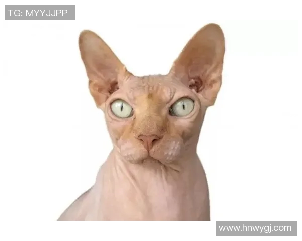 足球明星超萌头像男生精选可爱风格展现个性魅力与青春活力 足球明星超萌头像男生精选可爱风格展现个性魅力与青春活力